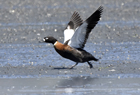 Chestnut breasted shelduck1038.jpg