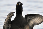 Scaup441.jpg
